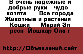 В очень надежные и добрые руки - чудо - котята!!! - Все города Животные и растения » Кошки   . Марий Эл респ.,Йошкар-Ола г.